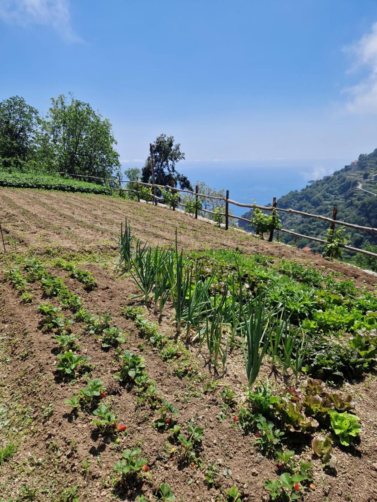 Agriturismo Orrido Di Pino Agerola Dış mekan fotoğraf