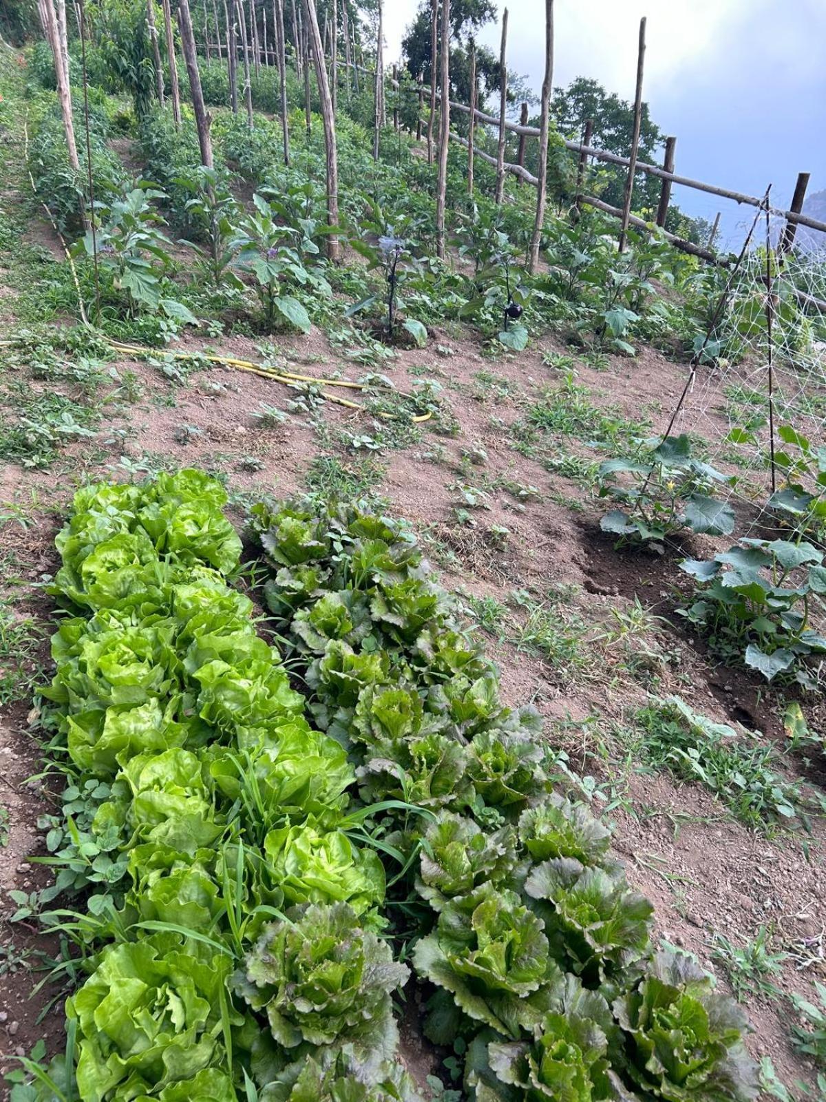 Agriturismo Orrido Di Pino Agerola Dış mekan fotoğraf